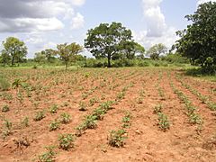 Burkina Faso - Tolotama Reforestation