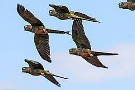 Archivo:Burrowing Parrot (Cyanoliseus patagonus) (8077549326)