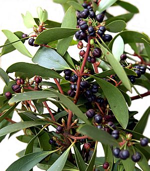 Archivo:CSIRO ScienceImage 3982 Leaves and Berries of the Mountain Pepper Tasmannia lanceolata