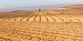Campos de Cariñena, España, 2015-01-08, DD 32