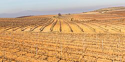 Campos de Cariñena, España, 2015-01-08, DD 32.JPG