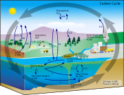 Diagrama del ciclo del carbono 