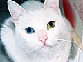 Cat Eyes