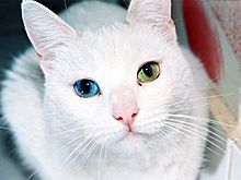 Archivo:Cat Eyes