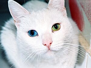 Archivo:Cat Eyes