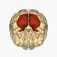 Archivo:Cerebrum - occipital lobe - inferior view animation