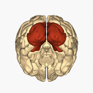 Archivo:Cerebrum - occipital lobe - inferior view animation
