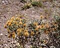 Chuquiraga oppositifolia
