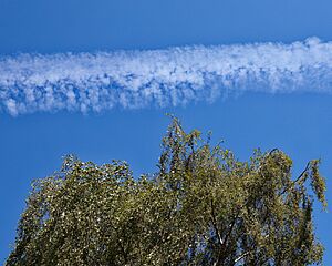 Archivo:City of London Cemetery Tree sky contrail 2