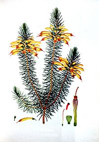 Coloured engravings of heaths (Plate 026) - Erica grandiflora.jpg
