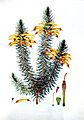 Coloured engravings of heaths (Plate 026) - Erica grandiflora