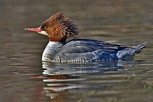 Archivo:Common Merganser - natures pics