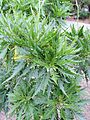 Crambe arborea kz4