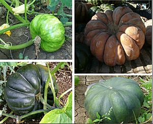 Archivo:Cucurbita moschata Musquée de Provence Moscata di Provenza Moscada de Provenza
