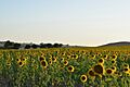 Cultivo de girasol en Guadalcázar