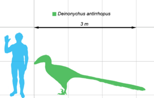 Archivo:Deinonychus-scale