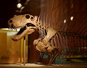 Archivo:Dimetrodon skeleton