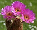 Echinocereus pamanesiorum