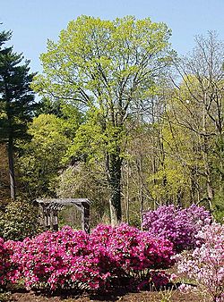Archivo:Elm Bank Wellesley MA - Rhododendron Garden