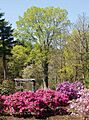 Elm Bank Wellesley MA - Rhododendron Garden
