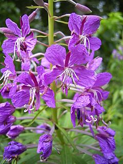 Archivo:EpilobiumAngustifolium-flower-kl