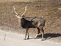 Eremitagesletten 14-03-07 03