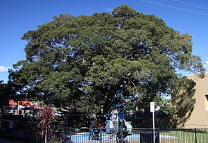 Archivo:Ficus obliqua Kirsova PG Glebe sml