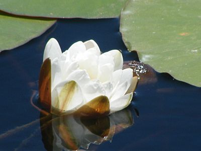 Flor del loto sobre las aguas del lago lanalhue - panoramio
