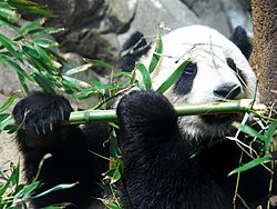 Archivo:Giant Panda Tai Shan