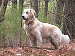 "A golden fluffy colored medium size dog faces left in a woodland setting."