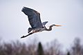 Grand Héron (Ardea herodias)