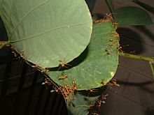 Archivo:Green ants