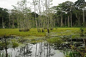 Archivo:Lac près de Sangha