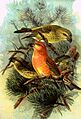 Loxia pityopsittacus NAUMANN