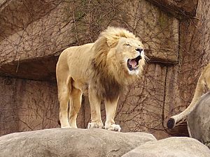 Archivo:Lpzlion