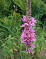 Lythrum-salicaria-flowers