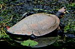 Archivo:Magdalena River Turtle (Podocnemis lewyana), Medellin