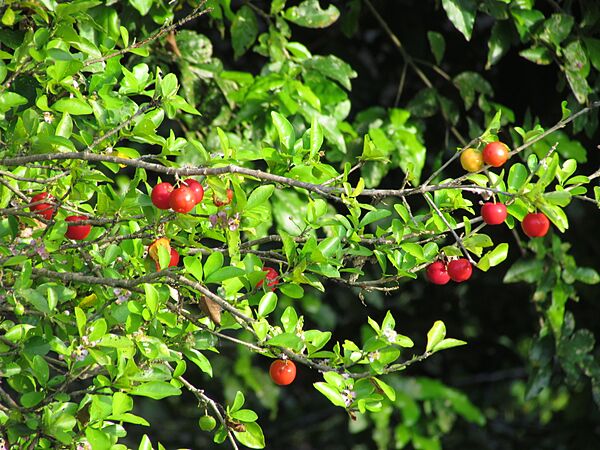 Malpighia emarginata (in Venezuela)