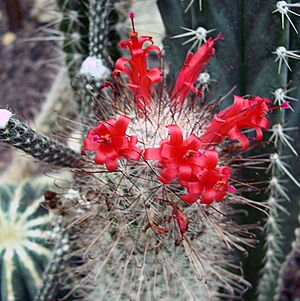Archivo:Mammillaria (Cochemia) setispina