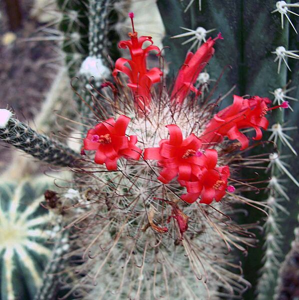 Mammillaria (Cochemia) setispina