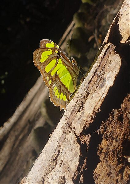 Mariposa malaquita