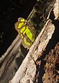 Mariposa malaquita
