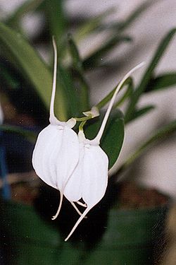 Masdevallia tovarensis.jpg