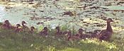 Mother duck & ducklings in Central Park