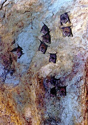 Archivo:Murcielagos