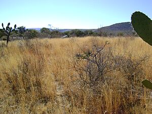 Archivo:North of Zapoqui, Zacatecas (5726639651)