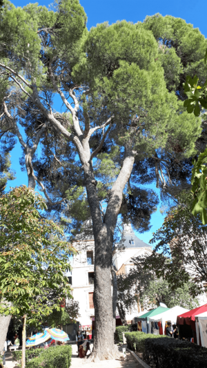 Archivo:Nuevo Baztán (RPS 09-10-2021) Pinus halepensis, árbol singular de la Comunidad de Madrid (306)