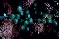 Archivo:Oval sea grapes, Caulerpa racemosa var clavifera, at 5 meters depth