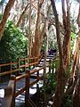 Pasarela en bosque de arrayanes