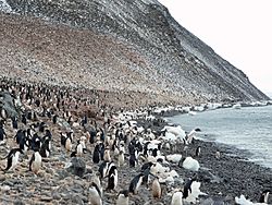 Archivo:Paulet Island Adelie Pinguin Kolonie
